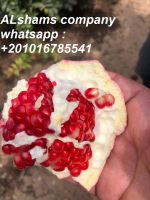 Egyptian fresh Pomegranate