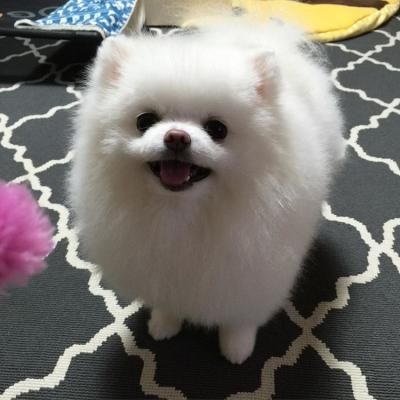 Sweetest Teacup Pomeranian Puppies Available for sale