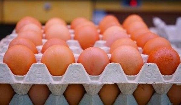 استيراد بيض الدجاج التركي من المنشاء وباسعار منافسة 