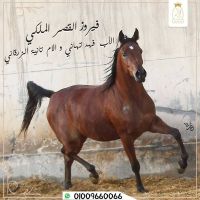 أقتني أجود الخيول العربية الاصيلة من مزرعة القصر الملكي 