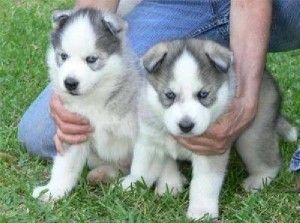 Siberian Husky Puppies for Adoption