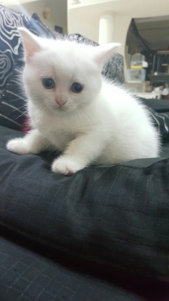 White male kitten for sale