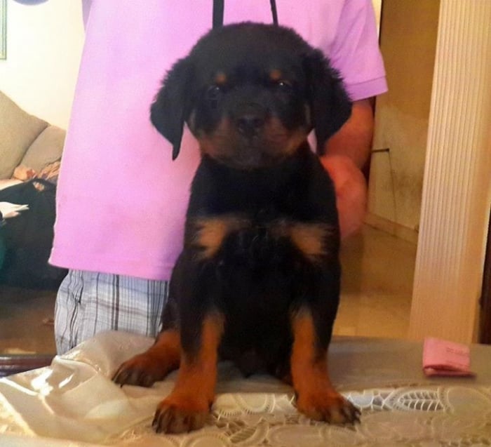 rottweiler puppies for sale 