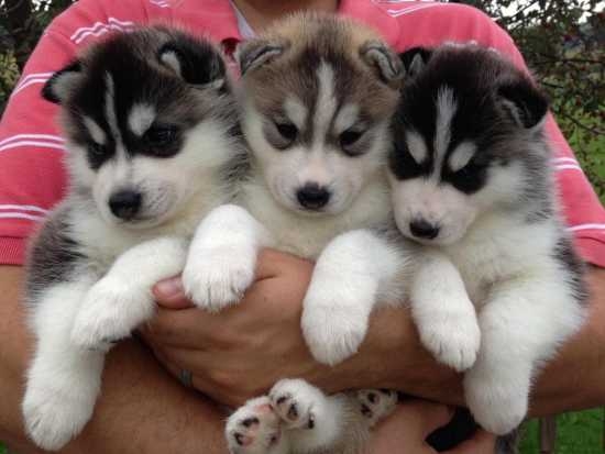 Sweet Siberian Husky Puppies