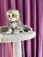 قطط سكوتش فولد للبيع لعوبين وصحتهم ممتازه.kittens scottish fold 