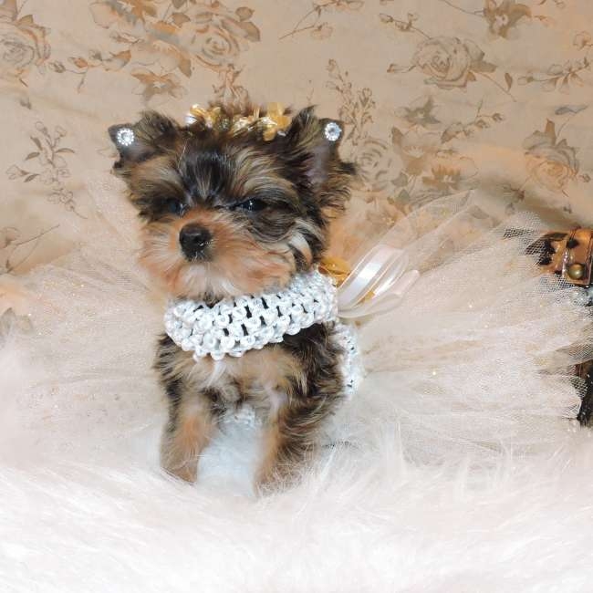 Home Raised Yorkie Puppies For Rehoming