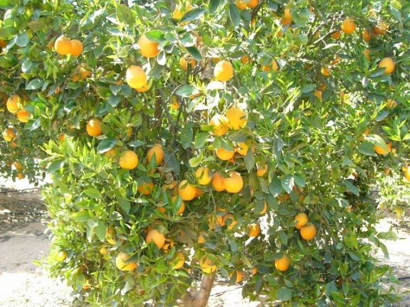 مزرعة 10.5 فدان شجر برتقال مثمر 