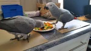 High Quality Pet African Congo Grey Parrots