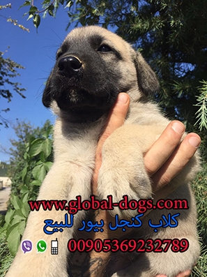 عرض سعر كلب كنجال – كنجل - كنغال بيور للبيع 